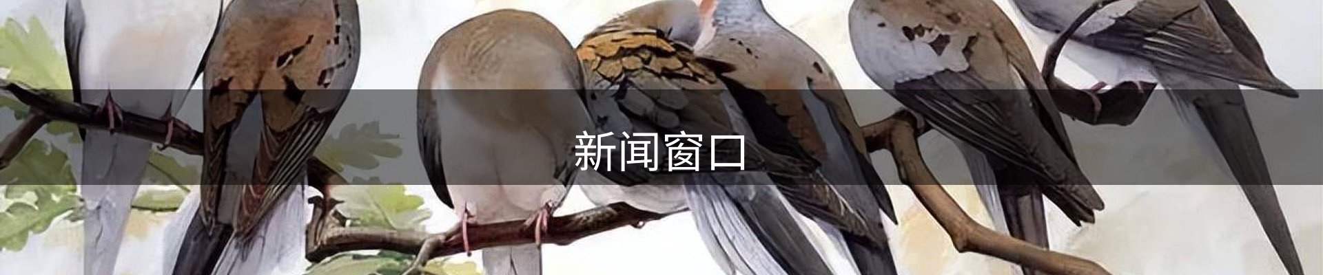 新闻窗口